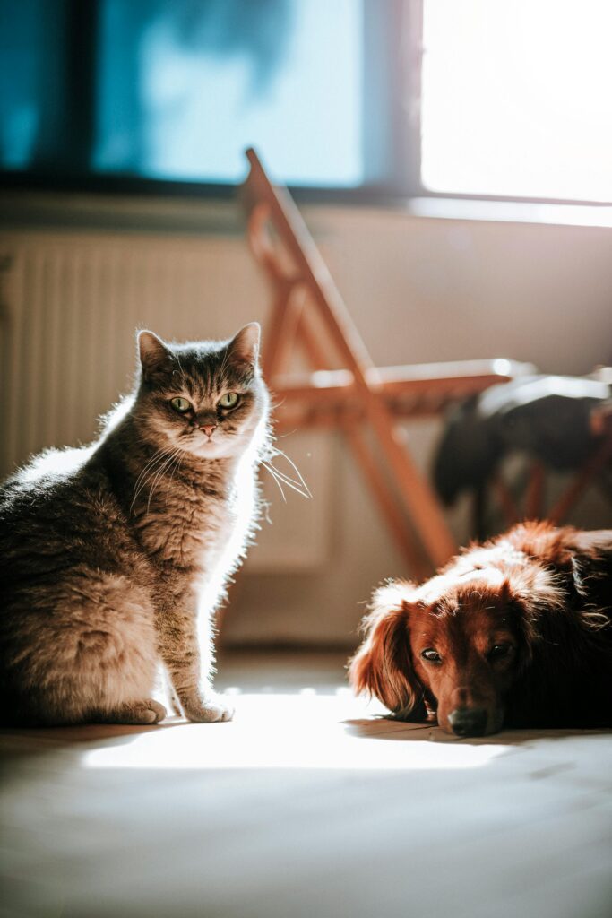 Casa pulita con gli animali